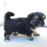 チーズー♥️(チワワ×シーズー)