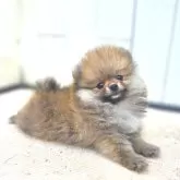ポメラニアン