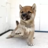 豆柴