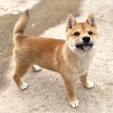 柴犬(豆柴)