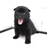 スキッパーキ