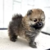 ポメラニアン
