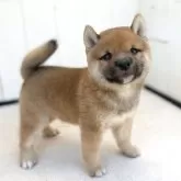 豆柴