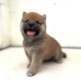 柴犬(豆柴)