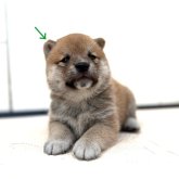 柴犬(豆柴)
