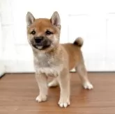 豆柴