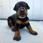 ドーベルマン【茨城県・男の子・2025年10月23日・ブラックタン】の写真2