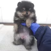 ポメラニアン【茨城県・女の子・2025年9月30日・ブラックタン】の写真10