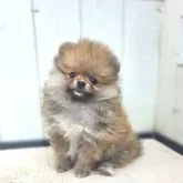 ポメラニアン【茨城県・女の子・2025年7月31日・オレンジ】の写真13