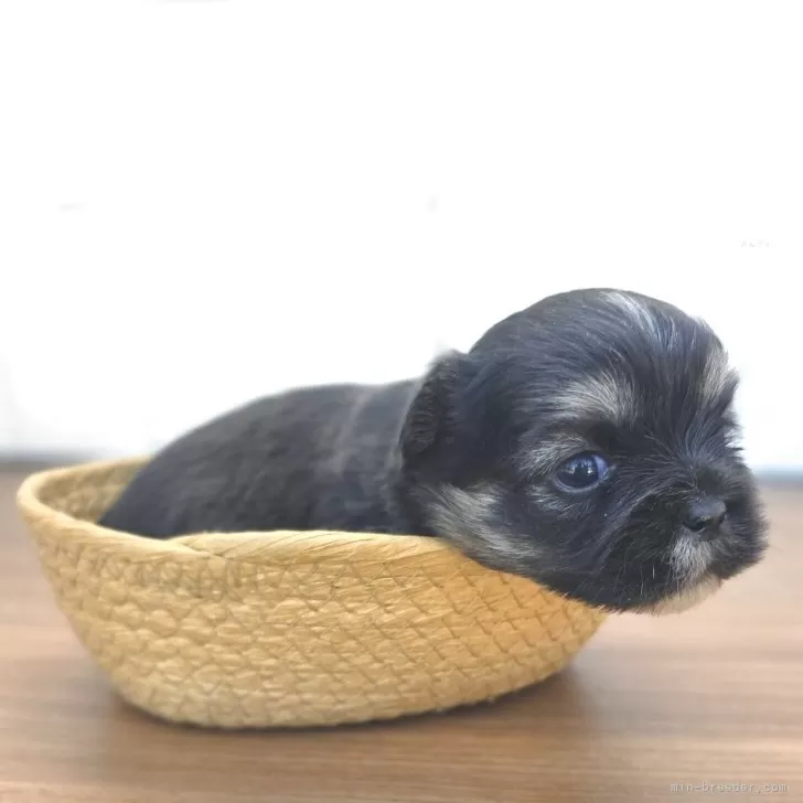 オーダー受付　ポメ、チワワ、シーズー柴犬　シュナ、他　ご予約ページ　5/27 チーズー♥️(チワワ×シーズー)【茨城県・女の子・2025年10月5日