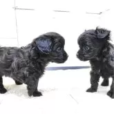 チワプー(チワワ×トイプードル)【茨城県・女の子・2025年3月18日・ブラック】の写真5