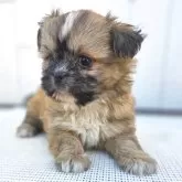 チーズー♥️(チワワ×シーズー)【茨城県・女の子・2025年10月5日・フォーン&ホワイト】の写真4