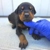 ドーベルマン【茨城県・女の子・2025年10月23日・ブラックタン】の写真4