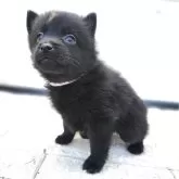 スキッパーキ【茨城県・女の子・2025年3月13日・ブラック】の写真9