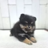 ポメラニアン【茨城県・女の子・2025年9月13日・オレンジ】の写真11