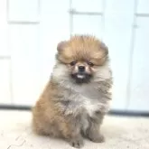 ポメラニアン【茨城県・女の子・2025年7月31日・オレンジ】の写真15