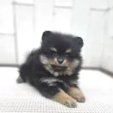 ポメラニアン【茨城県・女の子・2025年9月13日・オレンジ】の写真14