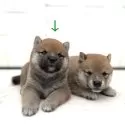 豆柴【茨城県・男の子・2025年8月18日・赤】の写真6