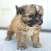 チーズー♥️(チワワ×シーズー)【茨城県・女の子・2025年10月5日・フォーン&ホワイト】の写真3