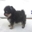ポメラニアン【茨城県・女の子・2025年9月30日・ブラックタン】の写真14