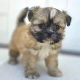 チーズー♥️(チワワ×シーズー)【茨城県・女の子・2025年10月5日・フォーン&ホワイト】の写真2