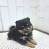 ポメラニアン【茨城県・女の子・2025年9月13日・オレンジ】の写真15