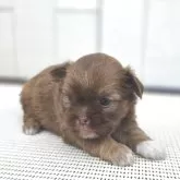 チーズー(チワワ×シーズー)【茨城県・女の子・2025年10月6日・チョコレート】の写真14