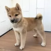 豆柴【茨城県・男の子・2025年8月18日・赤】の写真13