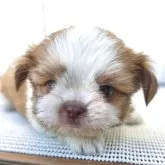 チーズー(チワワ×シーズー)【茨城県・男の子・2025年10月6日・ゴールド&ホワイト】の写真8