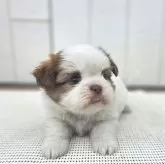 チーズー(チワワ×シーズー)【茨城県・女の子・2025年10月6日・ゴールド&ホワイト】の写真14