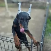 ドーベルマン【茨城県・女の子・2025年7月30日・ブラックタン】の写真3