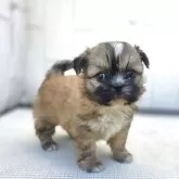 チーズー♥️(チワワ×シーズー)【茨城県・女の子・2025年10月5日・フォーン&ホワイト】の写真4