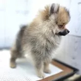 ポメラニアン【茨城県・男の子・2025年8月7日・オレンジ】の写真9
