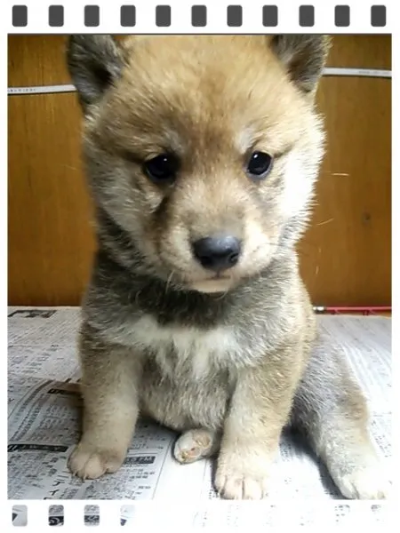 ID:1412-00460の子犬