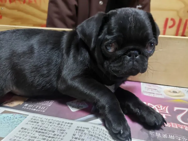 ID:1903-03021の子犬