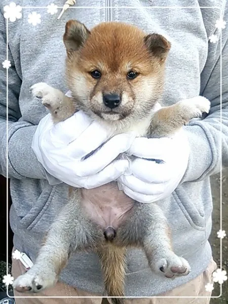 ID:1410-01433の子犬