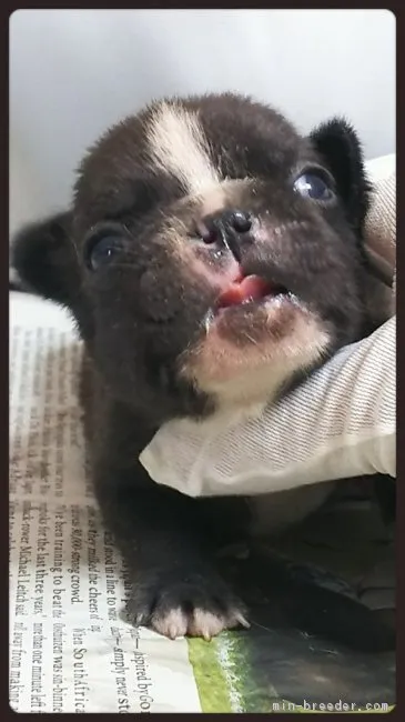 でかまつ 様のお迎えした子犬