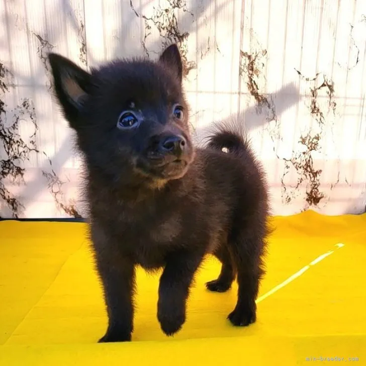 ID：2311-01480の子犬