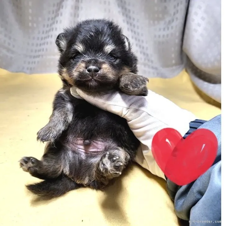 ID：2301-01337の子犬