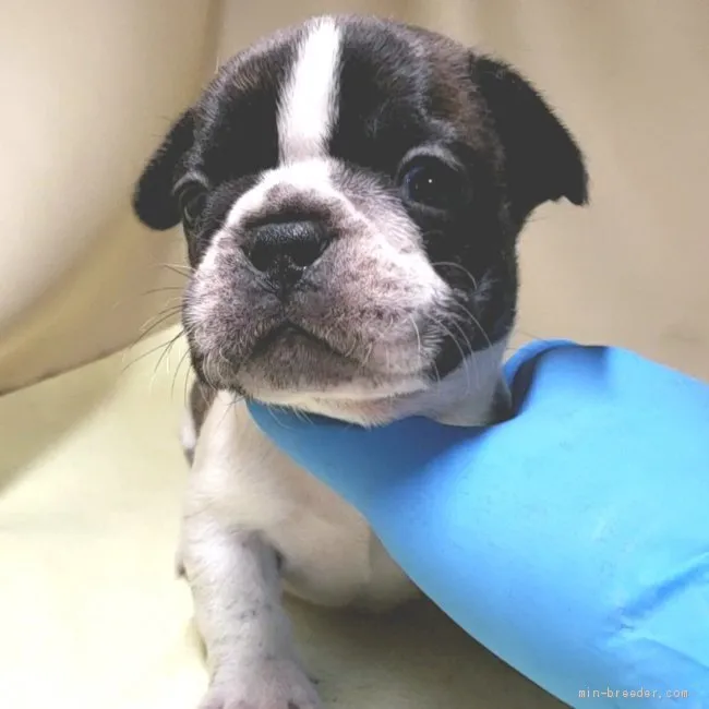 tako 様のお迎えした子犬