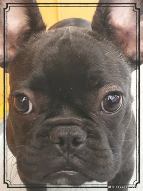 はとこ 様のお迎えした子犬