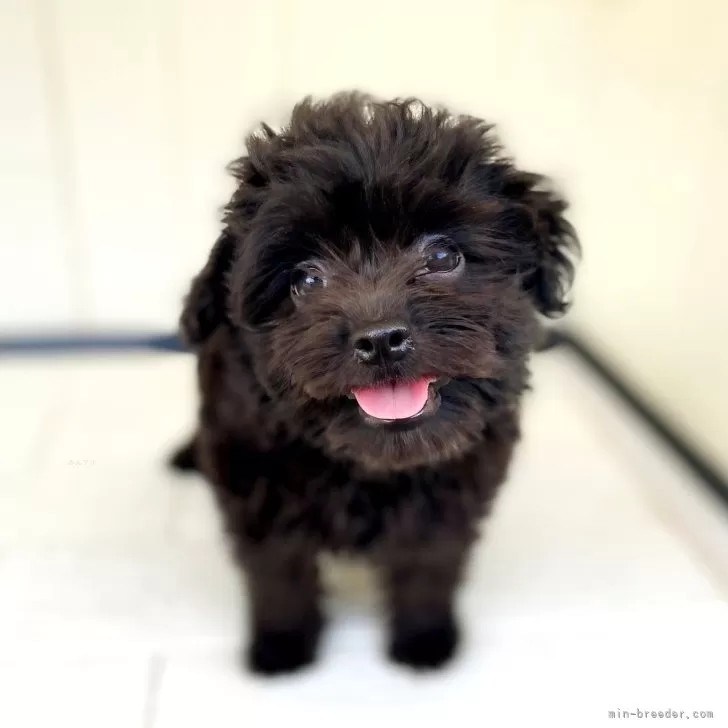 ID:2406-05633の子犬