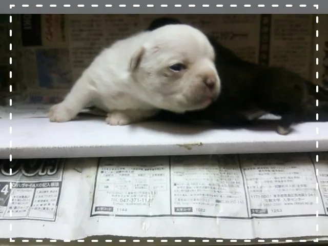ID：1501-00067の子犬