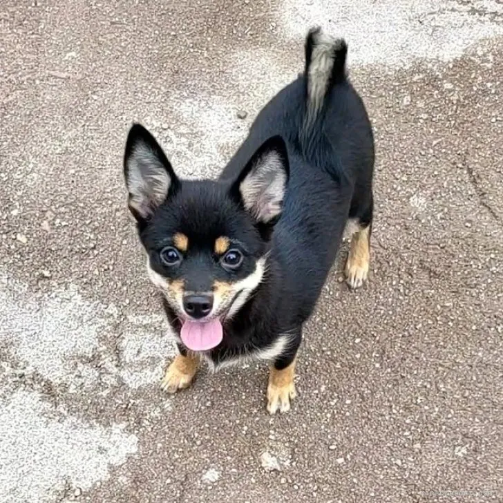 ID：2305-00100の子犬