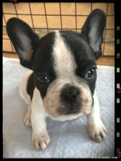 るん 様のお迎えした子犬