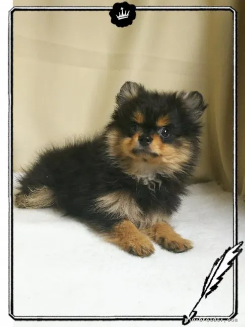 ID：1811-01134の子犬