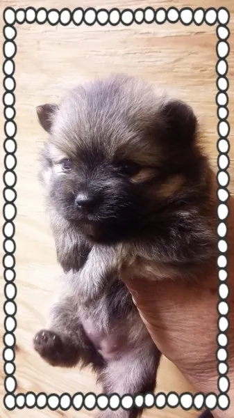 ID:1406-00387の子犬
