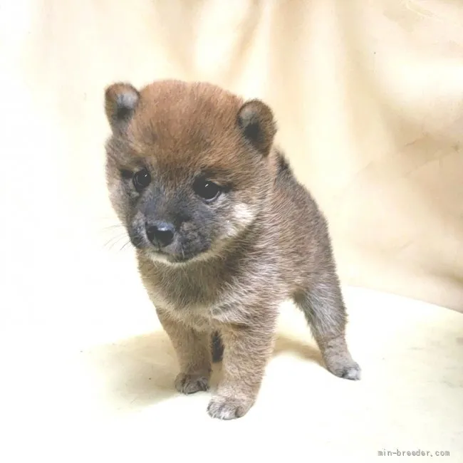 ID:2201-02633の子犬