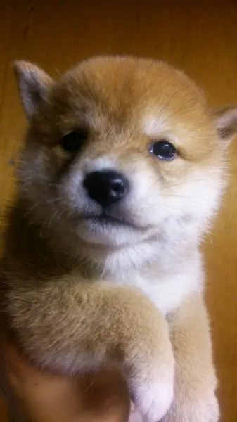 ID:1410-00701の子犬