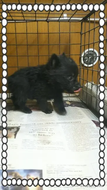 白石和弘 様のお迎えした子犬